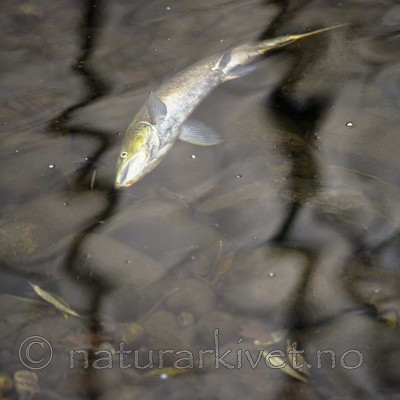 BB_20171118_0088 / Salmo salar / Laks