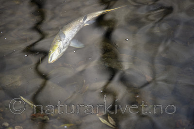 BB_20171118_0089 / Salmo salar / Laks