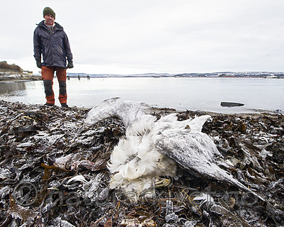 BB_20180107_0006 / Fulmarus glacialis / Havhest