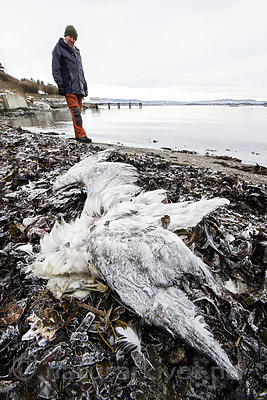 BB_20180107_0008 / Fulmarus glacialis / Havhest