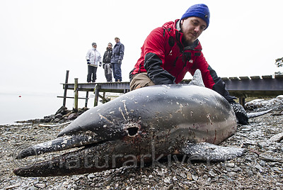 BB_20180109_0170 / Delphinus delphis / Gulflankedelfin