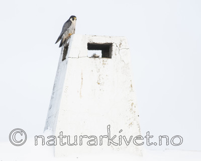 BB_20180121_0071 / Falco peregrinus / Vandrefalk