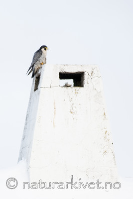 BB_20180121_0074 / Falco peregrinus / Vandrefalk