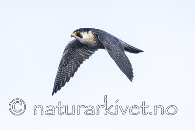 BB_20180121_0143-2 / Falco peregrinus / Vandrefalk