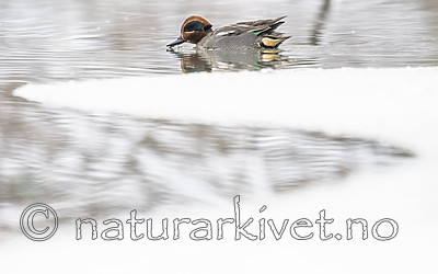 BB_20180216_0822 / Anas crecca / Krikkand