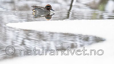 BB_20180216_0838 / Anas crecca / Krikkand