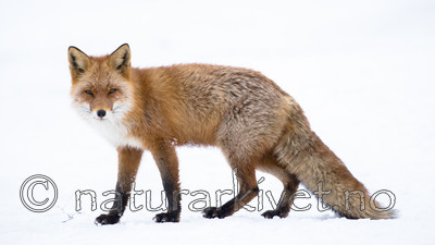 BB_20180219_1654 / Vulpes vulpes / Rødrev