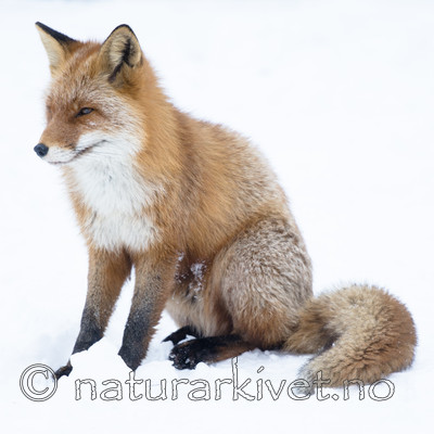 BB_20180219_1684 / Vulpes vulpes / Rødrev
