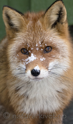 BB_20180221_0121 / Vulpes vulpes / Rødrev