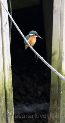 BB_20180224_0086 / Alcedo atthis / Isfugl