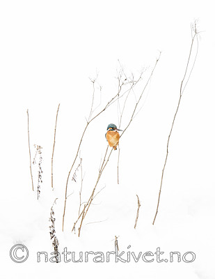 BB_20180224_0211 / Alcedo atthis / Isfugl