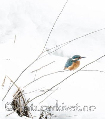 BB_20180224_0293 / Alcedo atthis / Isfugl