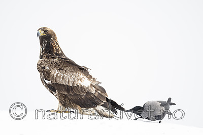 BB_20180227_1203 / Aquila chrysaetos / Kongeørn <br /> Corvus cornix / Kråke