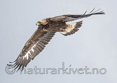 BB_20180228_0653 / Aquila chrysaetos / Kongeørn