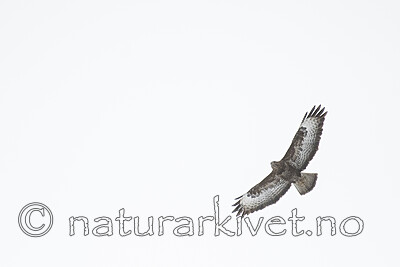 BB_20180324_0026 / Buteo buteo / Musvåk