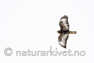 BB_20180408_0251 / Buteo buteo / Musvåk