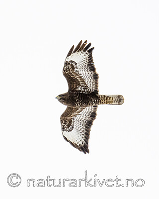 BB_20180408_0252 / Buteo buteo / Musvåk