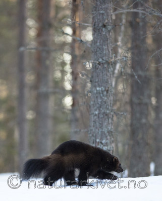 BB_20180412_0065 / Gulo gulo / Jerv