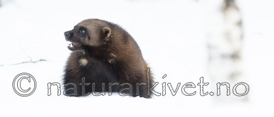 BB_20180412_0168 / Gulo gulo / Jerv