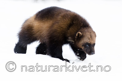 BB_20180412_0260 / Gulo gulo / Jerv