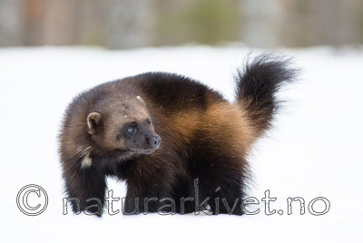 BB_20180412_0291 / Gulo gulo / Jerv