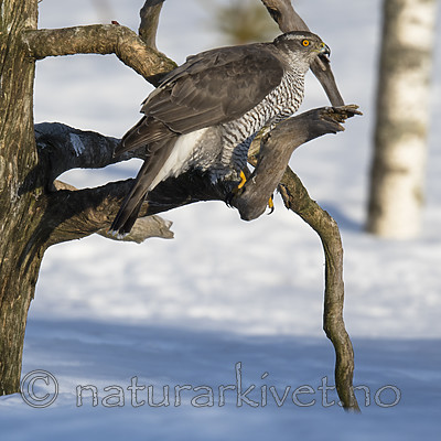BB_20180413_0367 / Accipiter gentilis / Hønsehauk