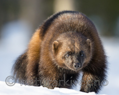 BB_20180415_0206 / Gulo gulo / Jerv