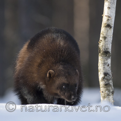 BB_20180415_0227 / Gulo gulo / Jerv