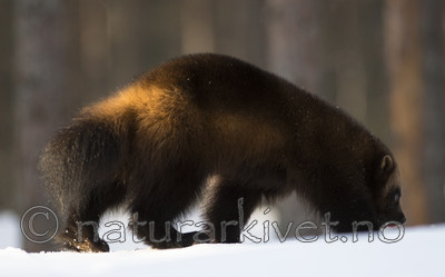 BB_20180415_0267 / Gulo gulo / Jerv