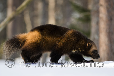 BB_20180415_0270 / Gulo gulo / Jerv