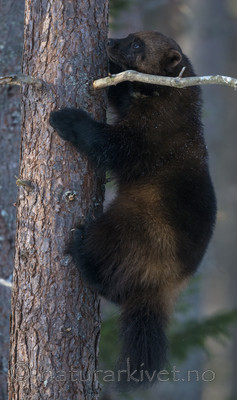 BB_20180415_0323 / Gulo gulo / Jerv