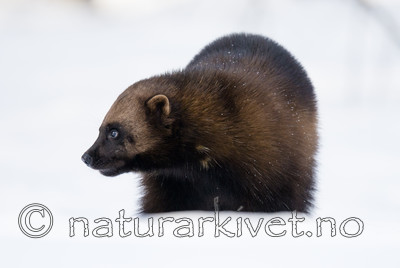 BB_20180415_0355 / Gulo gulo / Jerv