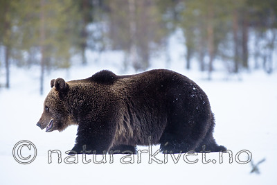 BB_20180416_0138 / Ursus arctos / Brunbjørn