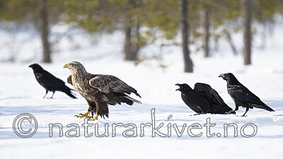 BB_20180416_0628 / Corvus corax / Ravn <br /> Haliaeetus albicilla / Havørn