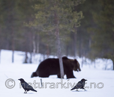 BB_20180417_0442 / Corvus corax / Ravn <br /> Ursus arctos / Brunbjørn