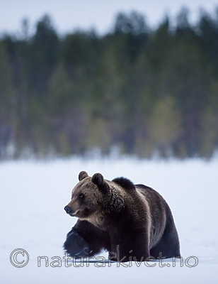 BB_20180417_0455 / Ursus arctos / Brunbjørn