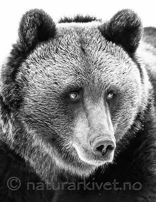BB_20180417_0613-2 / Ursus arctos / Brunbjørn