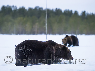 BB_20180417_0682 / Ursus arctos / Brunbjørn