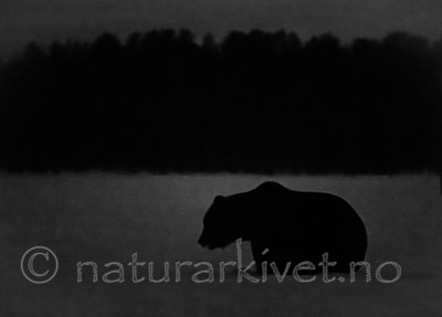 BB_20180417_1605-2 / Ursus arctos / Brunbjørn