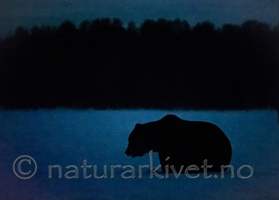 BB_20180417_1605 / Ursus arctos / Brunbjørn