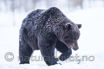 BB_20180418_0045 / Ursus arctos / Brunbjørn