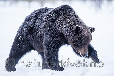 BB_20180418_0054 / Ursus arctos / Brunbjørn