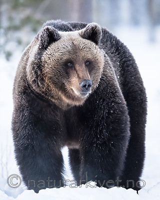 BB_20180418_0096 / Ursus arctos / Brunbjørn