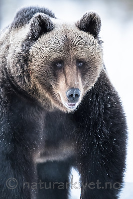 BB_20180418_0157 / Ursus arctos / Brunbjørn