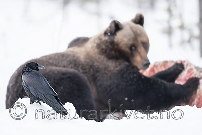 BB_20180418_0185 / Corvus corax / Ravn <br /> Ursus arctos / Brunbjørn
