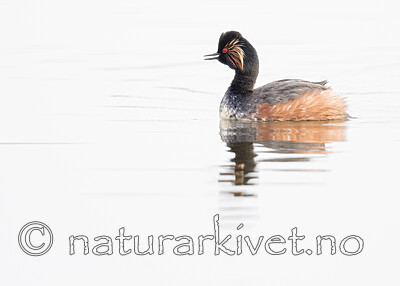 BB_20180512_0144 / Podiceps nigricollis / Svarthalsdykker