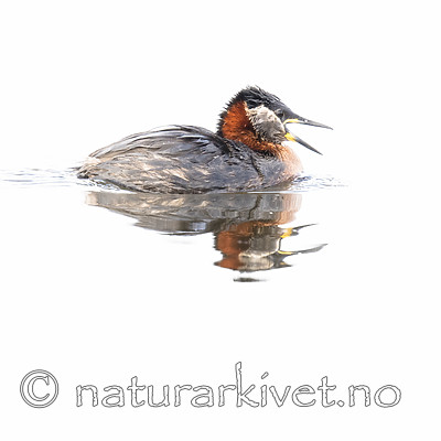 BB_20180512_0327 / Podiceps grisegena / Gråstrupedykker