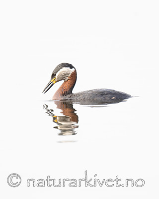 BB_20180512_0352 / Podiceps grisegena / Gråstrupedykker