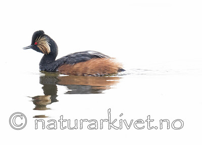 BB_20180512_0539 / Podiceps nigricollis / Svarthalsdykker