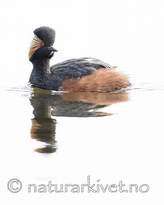 BB_20180512_0544 / Podiceps nigricollis / Svarthalsdykker